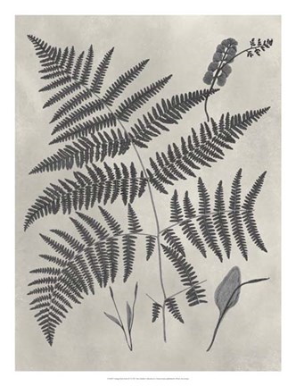 Framed Vintage Fern Study IV Print