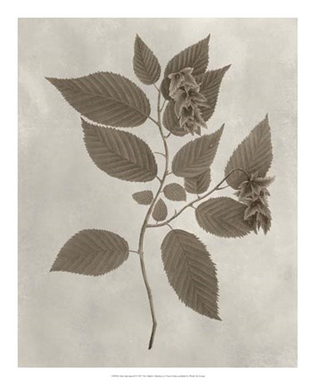 Framed Arbor Specimen II Print