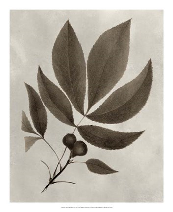 Framed Arbor Specimen V Print