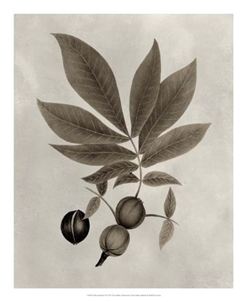 Framed Arbor Specimen VI Print