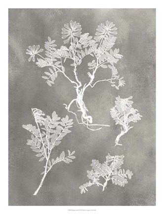 Framed Herbarium Study II Print