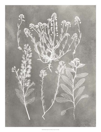 Framed Herbarium Study III Print