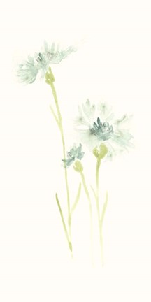 Framed Cornflower Study III Print