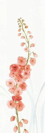 Framed Rainbow Seeds Flowers VII Coral Print