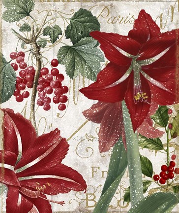 Framed Amaryllis Print