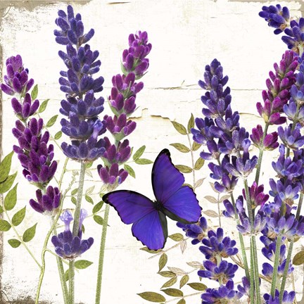 Framed Lavande I Print