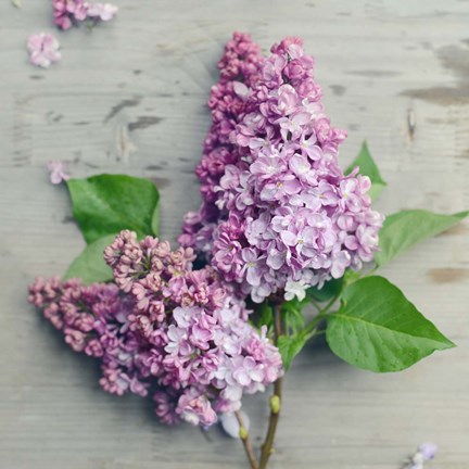 Framed Fresh Lavender Blooms Print