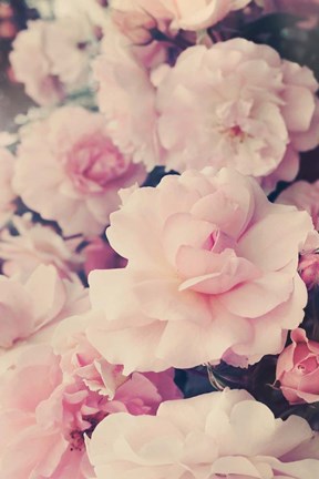 Framed Pink Blossoms I Print