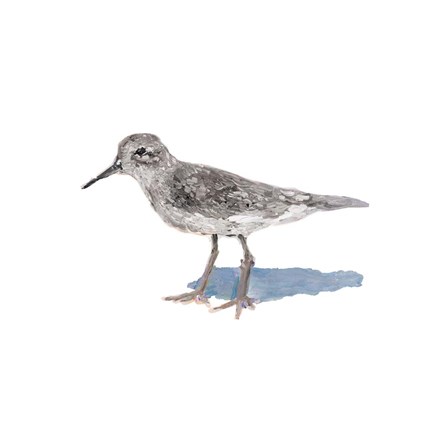 Framed Sandpiper on White II Print
