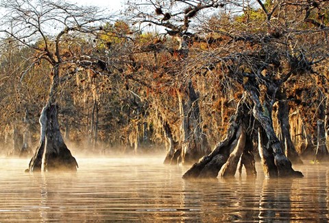 Framed Cypress Creek I Print