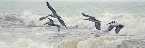 Framed Pelican Panel I Print