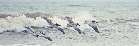 Framed Pelican Panel II Print