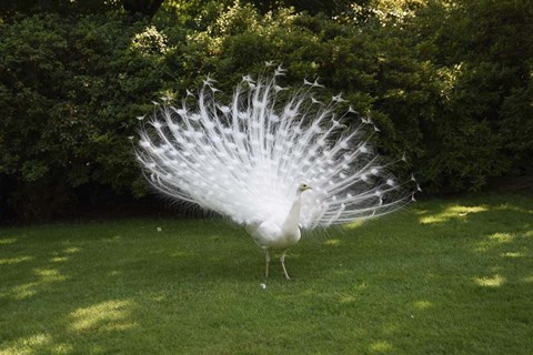 Framed Peacock Print