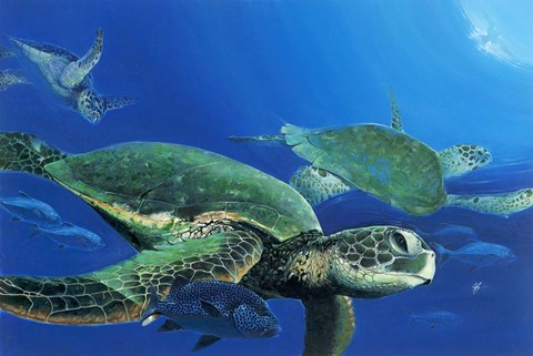 Framed Green Sea Turtles Print
