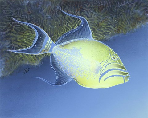 Framed Trigger Fish Print