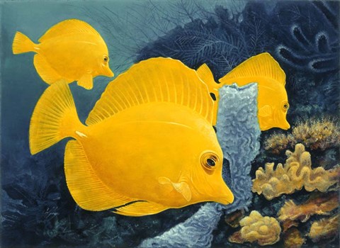 Framed Yellow Tangs Print