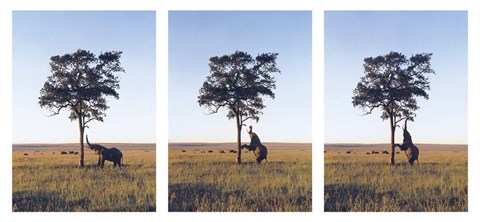 Framed Elephants Print