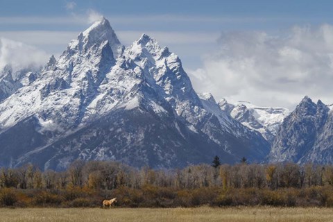 Framed Horse In Front Of The Grand Teton Print