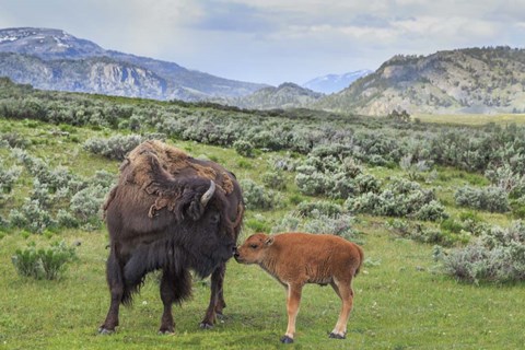 Framed Bison And Calf (YNP) Print