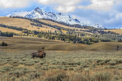 Framed Bison By Electric Peak (YNP) Print