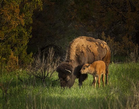 Framed Bison Cow And Calf Print