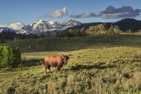 Framed Bison In Yellowstone Print