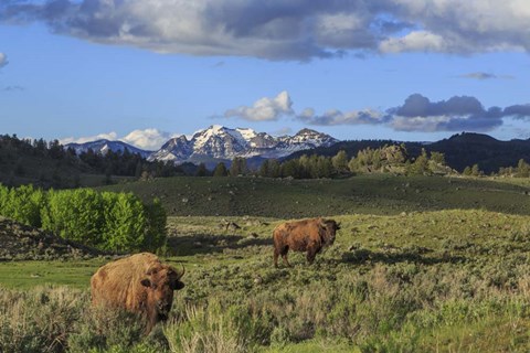 Framed Bison With Mountains (YNP) Print