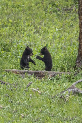 Framed Black Bear Cubs (YNP) Print