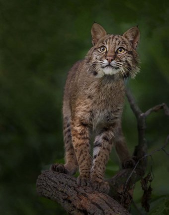 Framed Bobcat Poses On Tree Branch 1 Print