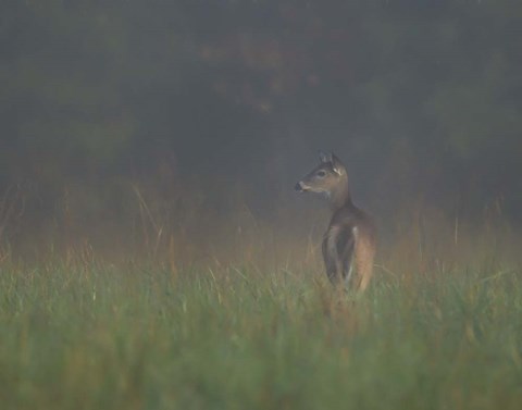 Framed Cades Cove Doe Print