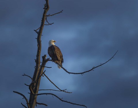 Framed Eagle In (YNP) Print