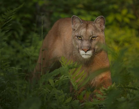 Framed Focused Print