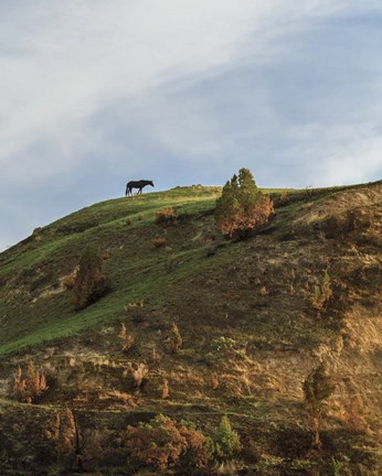 Framed Horse On Hill (TRNP) Print