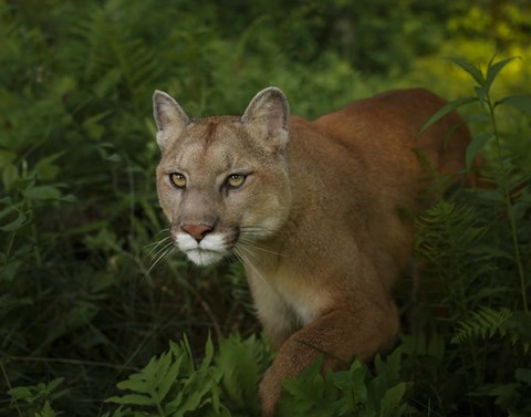 Framed Mountain Lion On The Prowl Print