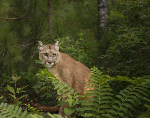 Framed Mountain Lion With Ferns Print