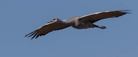 Framed Sandhill Crane In Flight Print