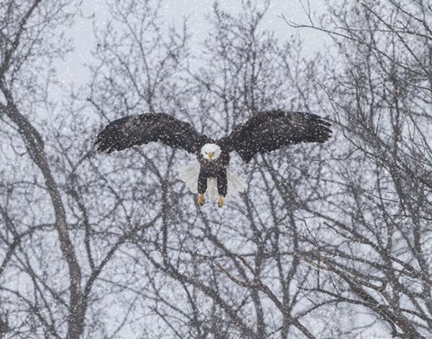 Framed Snowy Eagle Print