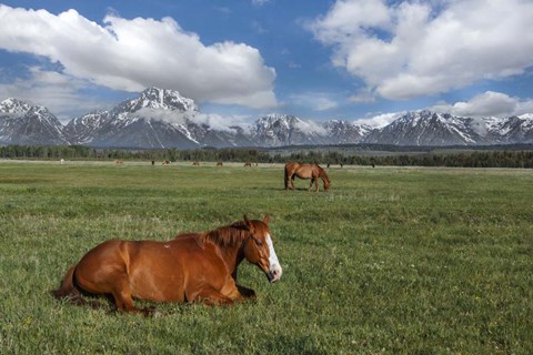 Framed Teton Horses Print