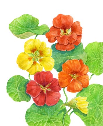 Framed Nasturtiums Print