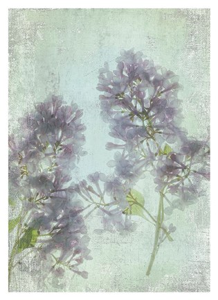 Framed Lilac Print