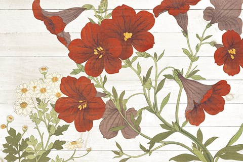 Framed Summer Salpiglossis Cottage Print