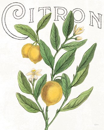 Framed Classic Citrus V Print
