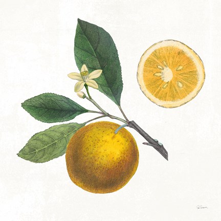 Framed Classic Citrus II Print