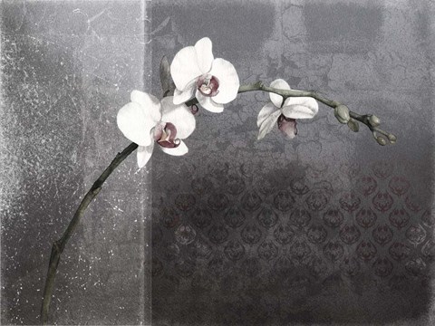 Framed Phalaenopsis Right Print