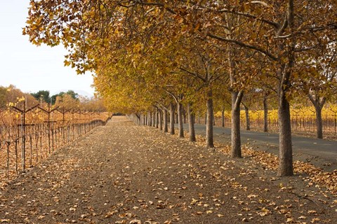 Framed Autumn Rows Print