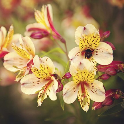 Framed Busy Bee Print