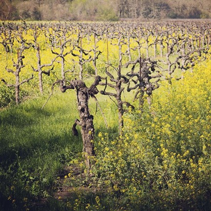 Framed Dry Creek Print