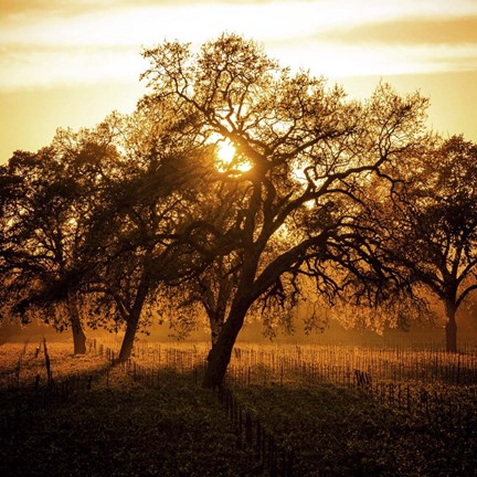 Framed Let There be Light Print