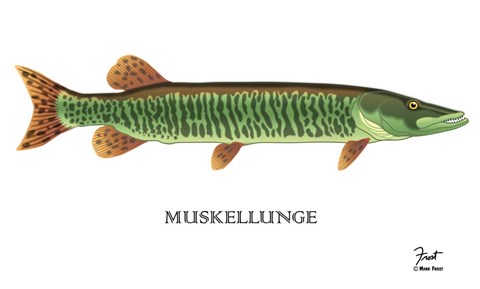 Framed Muskellunge Print