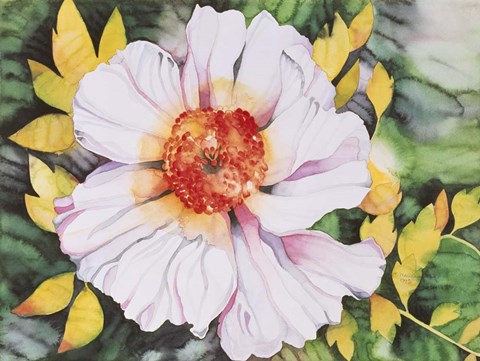 Framed New Poppy Print